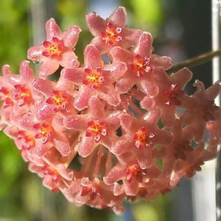 Cẩm cù Hoya Camphorifolia hoa thơm