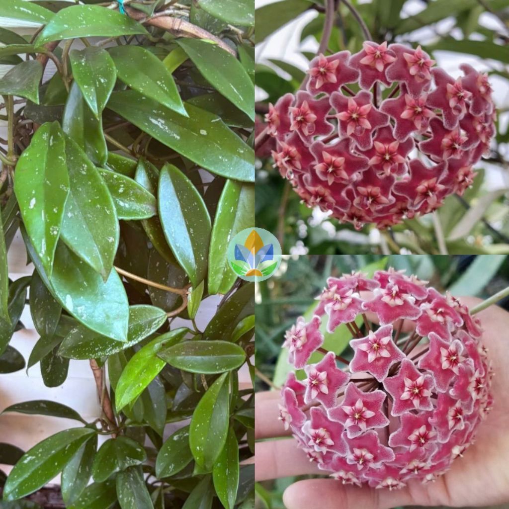 Cẩm cù Hoya Pubicalyx pink silver hoa thơm to bền