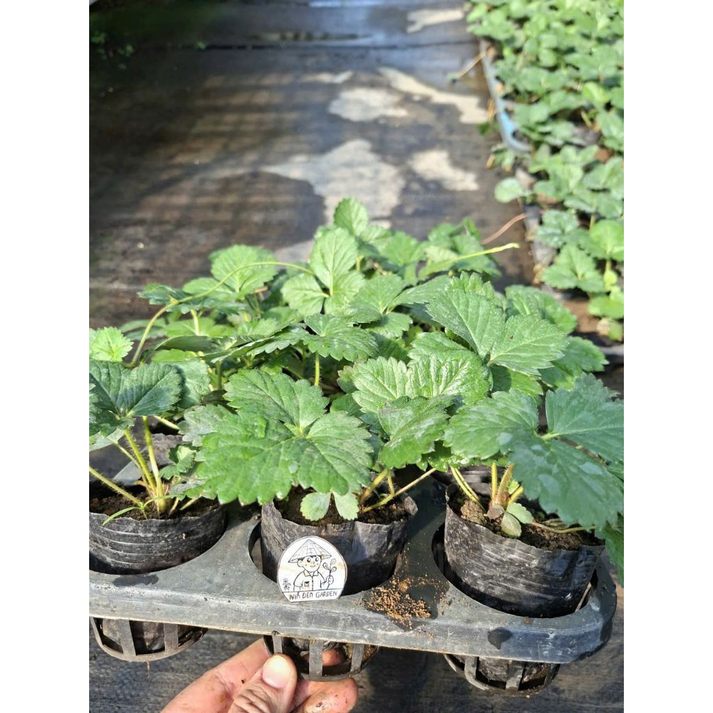 giống dâu tây cấy mô ( bầu đất )