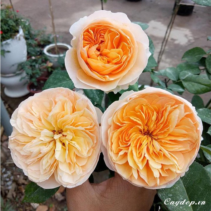 Hoa hồng Juliet Rose - hồng bụi, hoa thơm