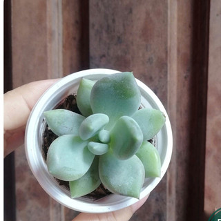 Cây Sen Đá Sỏi trắng SIZE TRUNG