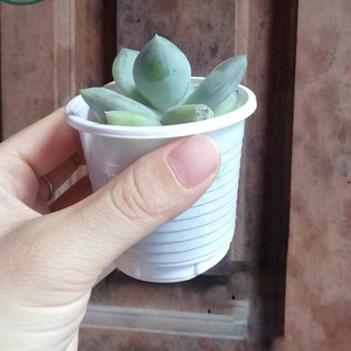 Cây Sen Đá Sỏi trắng SIZE TRUNG