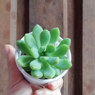 Sen Đá Thược Dược  SIZE TRUNG dùng để trang trí tiểu cảnh, để bàn làm việc, bàn uống nước, bàn lễ tân, quán cà phê…