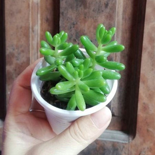 Sen Đá Thạch Ngọc Xanh để bàn làm việc, văn phòng