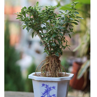 Cây bạch tuyết mai bonsai, hoa trắng xinh xắn, thích hợp làm tiểu cảnh, quà tặng