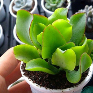 Sen đá thạch bích trang trí bàn làm việc, làm quà tặng, làm tiểu cảnh sen đá xương rồng đẹp mắt ý nghĩa