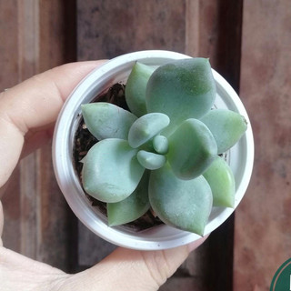 Cây Sen Đá Sỏi trắng SIZE TRUNG