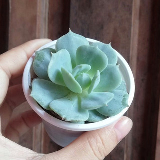 Sen đá liên đài xanh SIZE TRUNG trang trí bàn làm việc, quán cafe, góc sen đá, tiểu cảnh