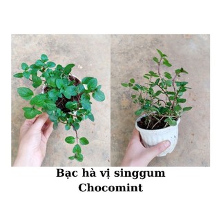 Cây bạc hà Chocomint, bạc hà socola, chỉ giao từ HN trở vào nam