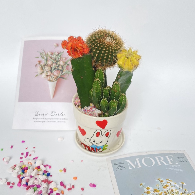 Cây xương rồng mix các loại  bắt mắt dễ dàng chăm sóc thích hợp trang trí cảnh quan bàn làm việc