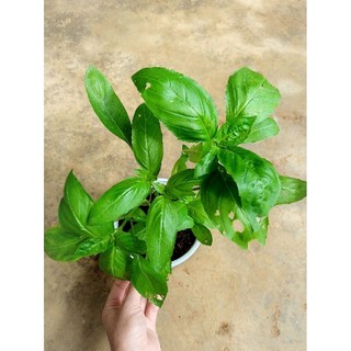 Cây giống húng tây Basil
