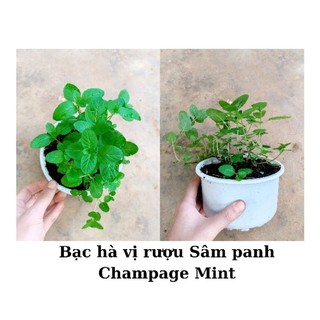 Bạc hà vị rượu Sâm panh champagne mint