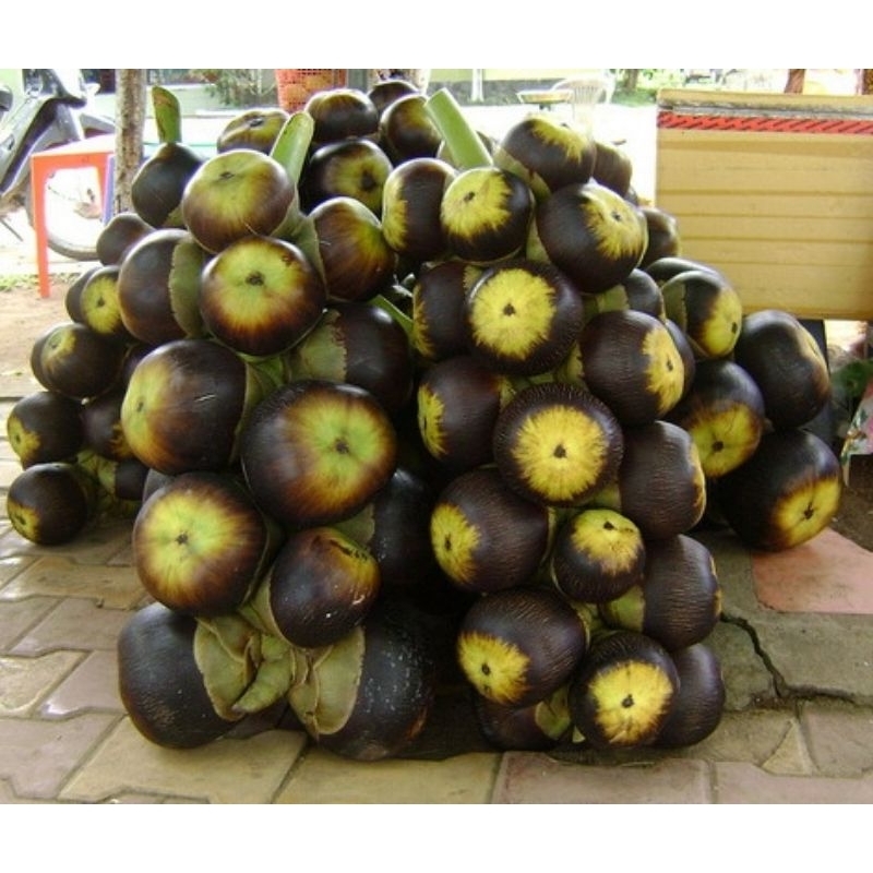 Trái Thốt Nốt (trái thnot) tươi đặc sản An Giang