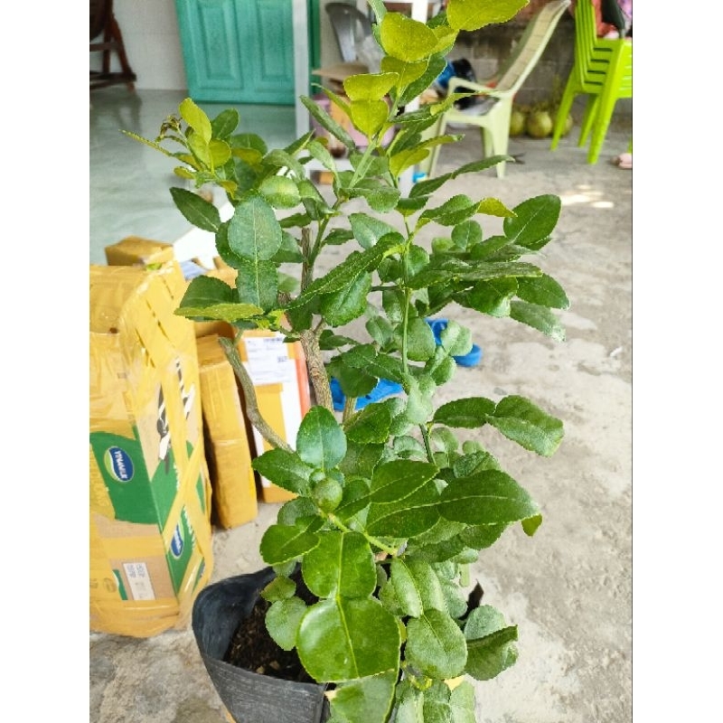 Đặc sản an giang CHÚC CHIẾT ĐANG TRÁI. CẶP 3trịu