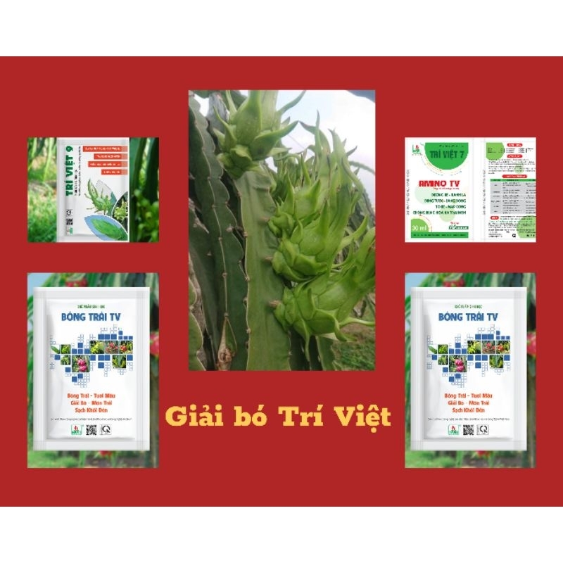 GIẢI BÓ TRÍ VIỆT CHO THANH LONG