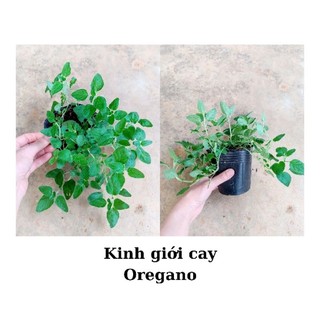 Cây kinh giới cay Oregano nhiều nhánh size nhỏ