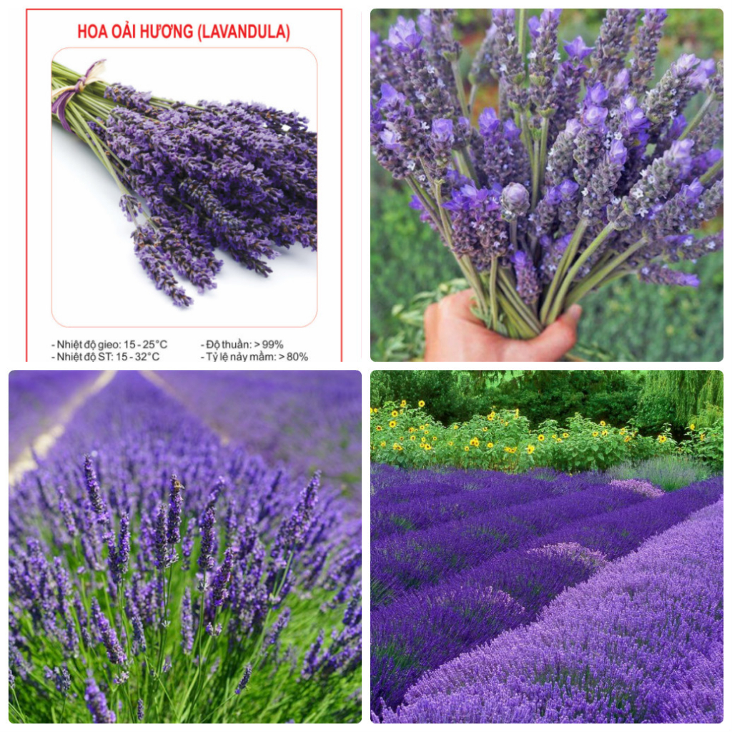 Hạt giống hoa oải hương  f1- gói 100 hạt-tặng kèm gói kích mầm