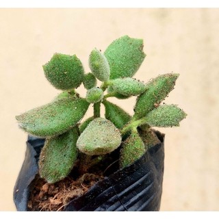 Sen đá Tay Gấu size bầu