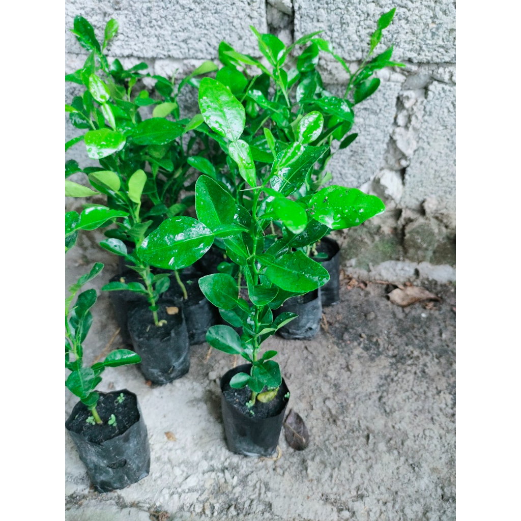 Cây chanh thái. cây chúc,cây lá số 8 giá 20k/cây