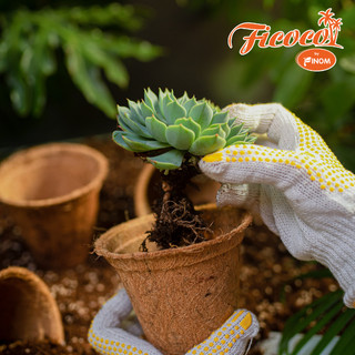 CHẬU XƠ DỪA ECO POT