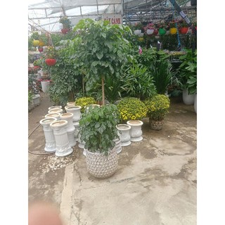 Bộ combo chăm sóc cây hạnh phúc