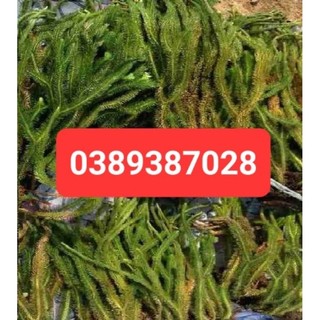 Cây thông đất,1kg tươi sạch