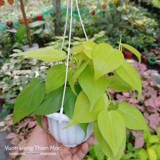 Trầu bà vàng lá tim chậu mini Philodendron Hederaceum 'Lemon Lime
