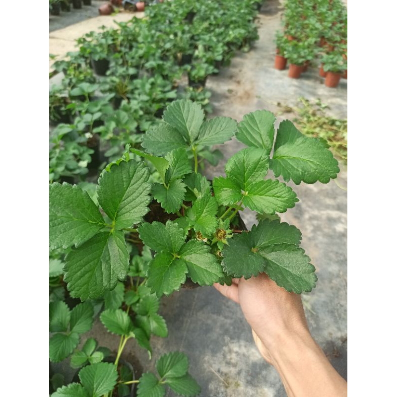 Combo 2 bầu dâu tây hana