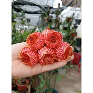 Cây giống Hoa lồng đèn mỹ cho hoa quanh năm