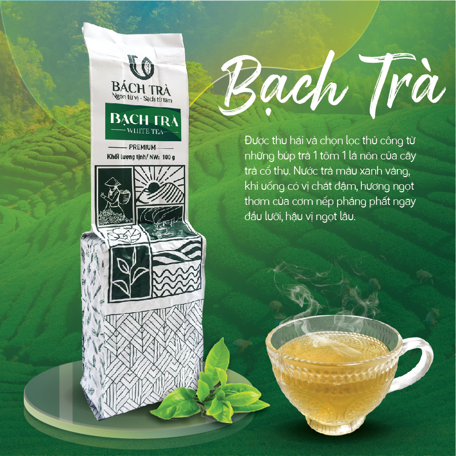 Bạch Trà Bách Trà búp trà shan tuyết cổ thụ 1 tôm 2 lá đóng túi hút chân không 100g