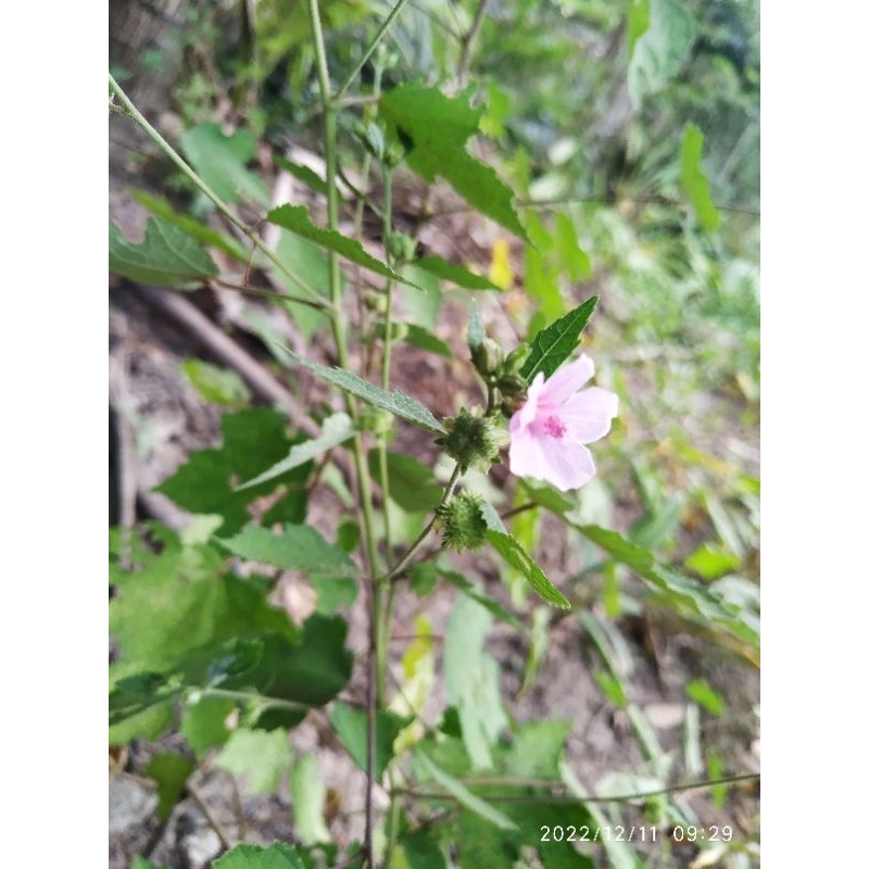 Cây ké hoa đào tươi 1 ký