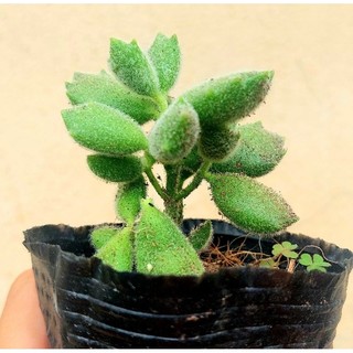Sen đá Tay Gấu size bầu