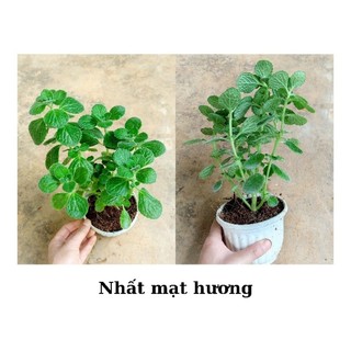Cây nhất mạt hương, sen đá thơm chậu 11cm
