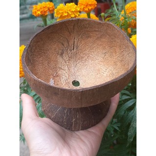 Chậu gáo dừa trồng cây để bàn có đế