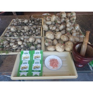 Hạt giống củ đậu ( củ sắn) rạng đông