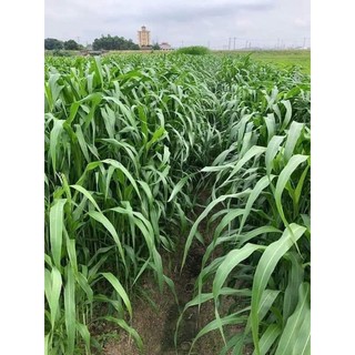 Cỏ Sudan late hay còn gọi là cỏ ngô