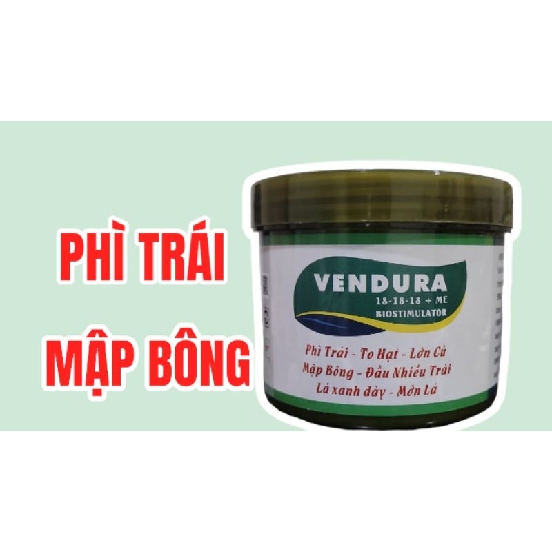 VENDURA PHÌ TRÁI - MẬP BÔNG
