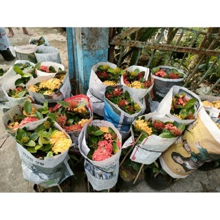 cây trang tàu vàng đỏ ( mẫu đơn tàu)