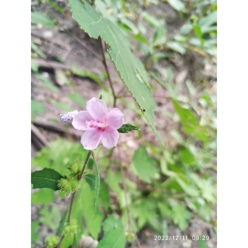 Cây ké hoa đào tươi 1 ký