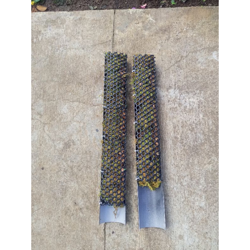 Trụ cây bán nguyệt, đã có giá thể  khuyến mãi phân bón