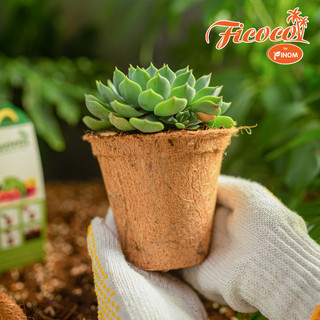 CHẬU XƠ DỪA ECO POT