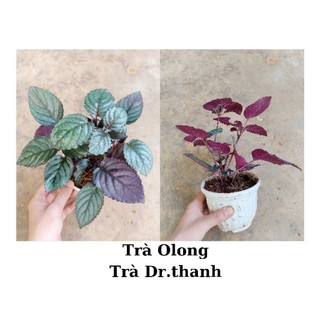 Cây trà Dr Thanh, trà Ô long, bán tự cảnh