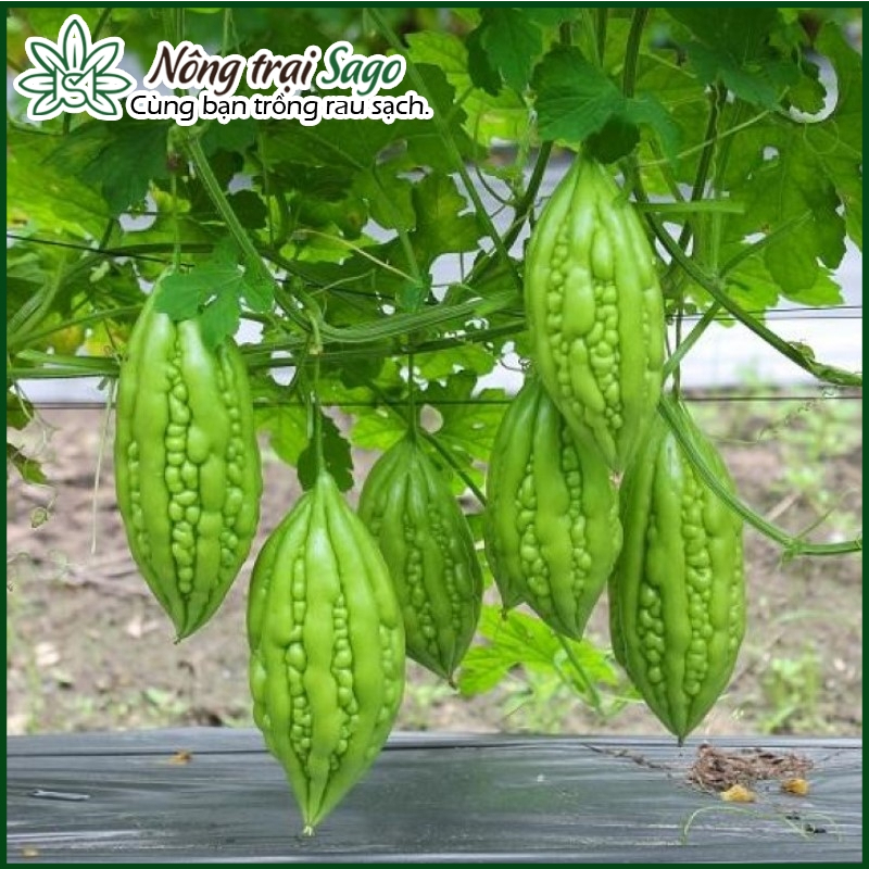 Hạt giống Mướp đắng (Khổ qua) - Mướp ngọt trồng quanh năm, ít sâu bệnh thương hiệu Rạng Đông - Nông Trại Sago