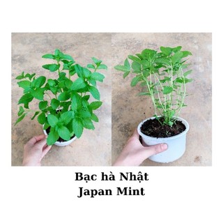 Cây bạc hà Nhật Japanese mint cây to và nhỏ, chỉ giao từ HN trở vào nam