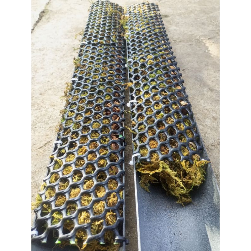 Trụ cây bán nguyệt, đã có giá thể  khuyến mãi phân bón