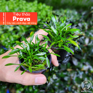 Tiêu Thảo Prava | Cây Thuỷ Sinh Tiền Cảnh Đẹp