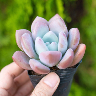 Sen đá sỏi cam 5-7cm - Vườn sen đá