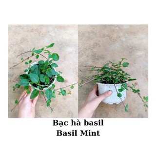 Cây giống bạc hà Basil mint, chỉ giao từ HN trở vào nam