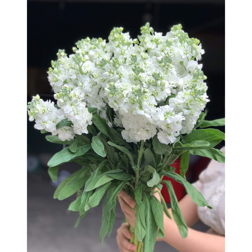 Hoa phi yến các màu | Ship hoả tốc| Hoa tươi Gifarm