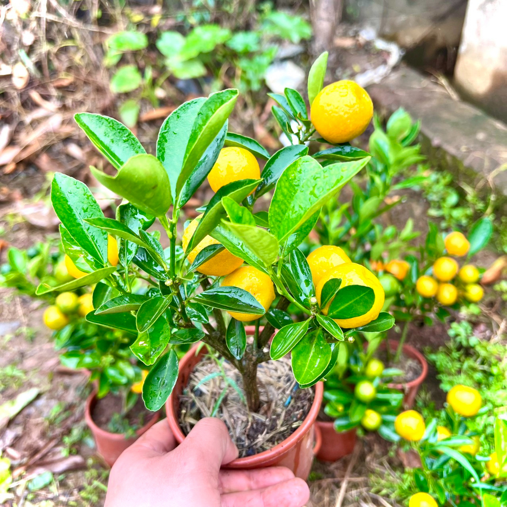 Cây Quất siêu mini cao 20cm chơi tết (ảnh thật).